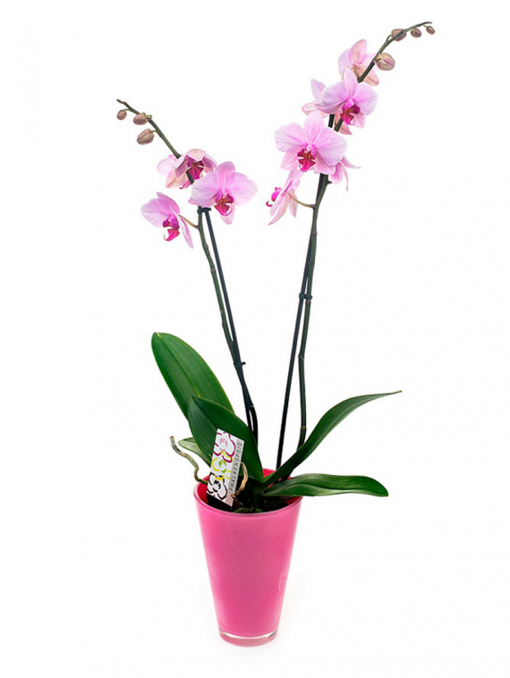 Орхидея в кашпо